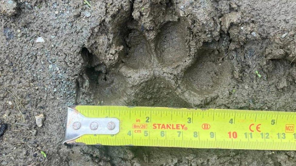 Dog print