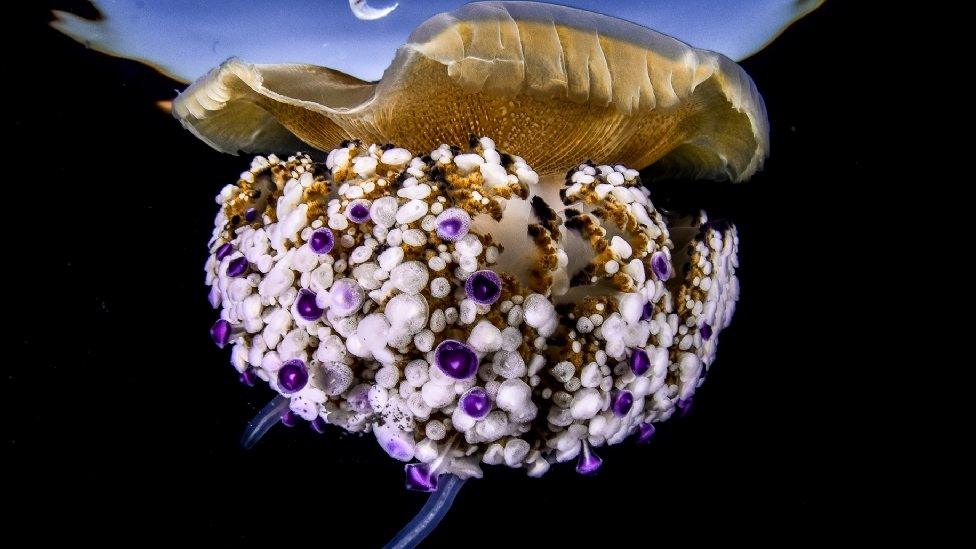 The 'Underwater World' category the winner went to Xavier Salvador Costa, with this image titled bajo la luna, which translates from Spanish to under the moon.