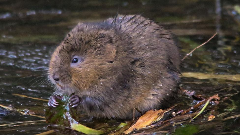 Water voles