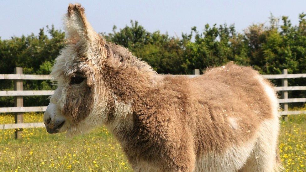 a photo of Kai the donkey with a football