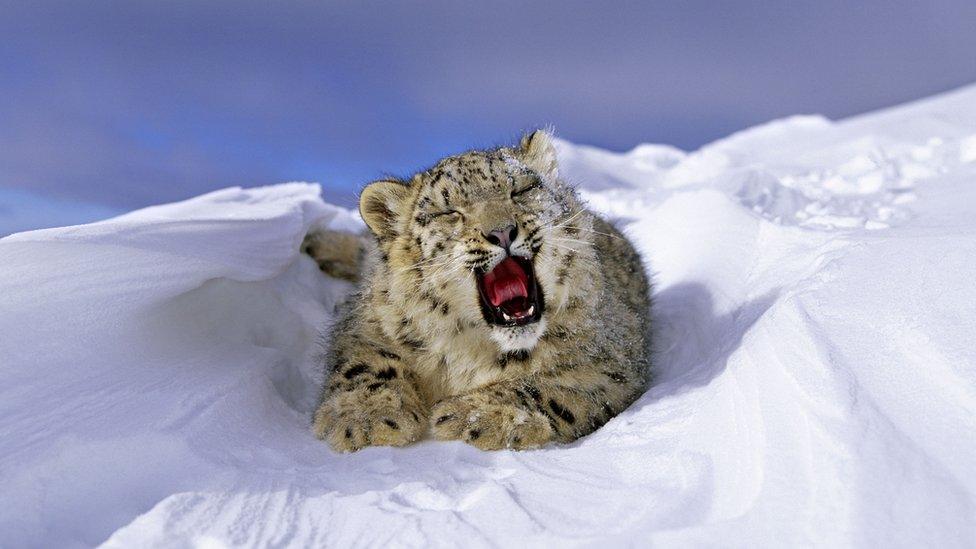 Snow leopard