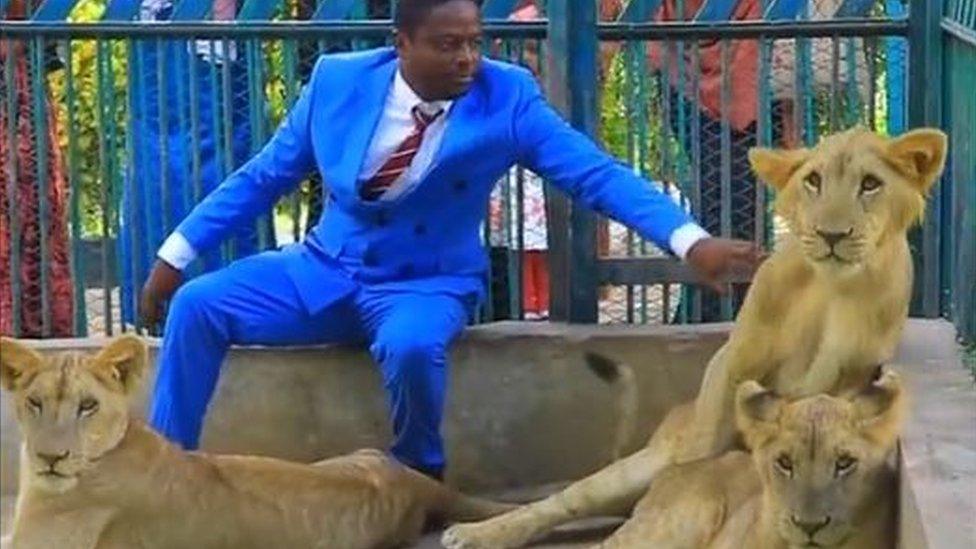 A man playing with three lions