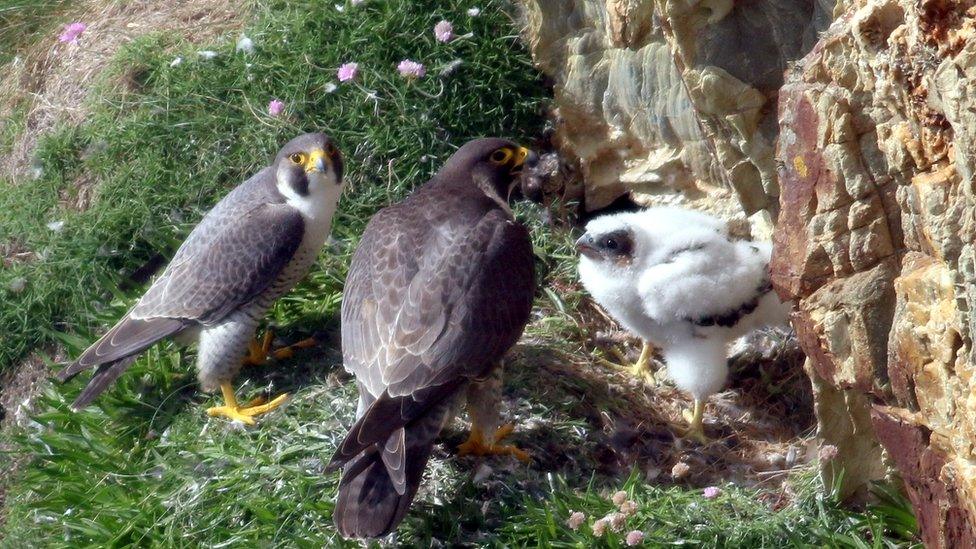 Steve Ransome took this picture of Peregrines at South Stack Cliffs RSPB Reserve at Holyhead, Isle of Anglesey