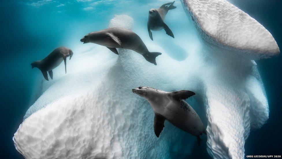 Seals in the sea