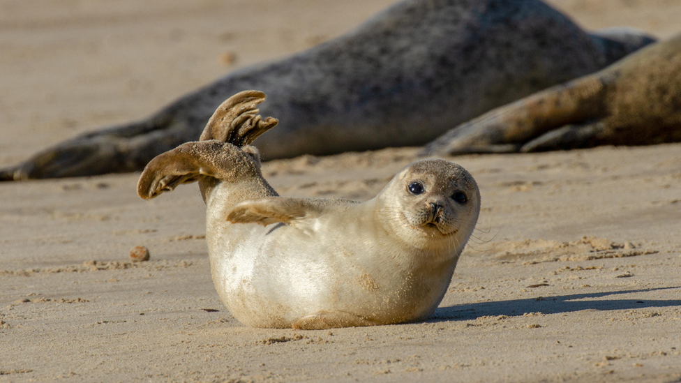 A seal pup