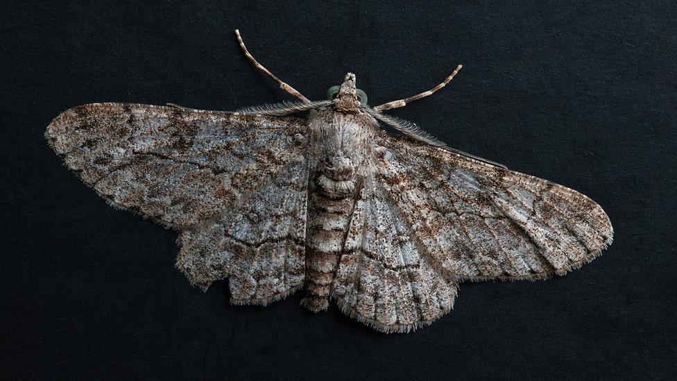 Moth