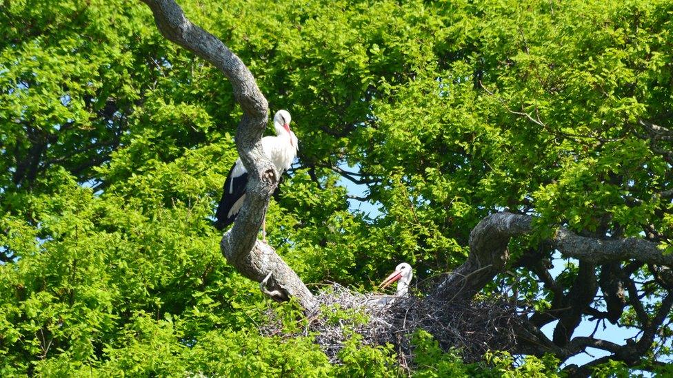 Storks nest