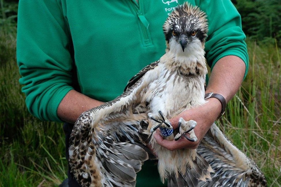 An osprey chick with a ring around its foot