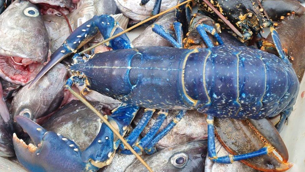 Blue Lobster