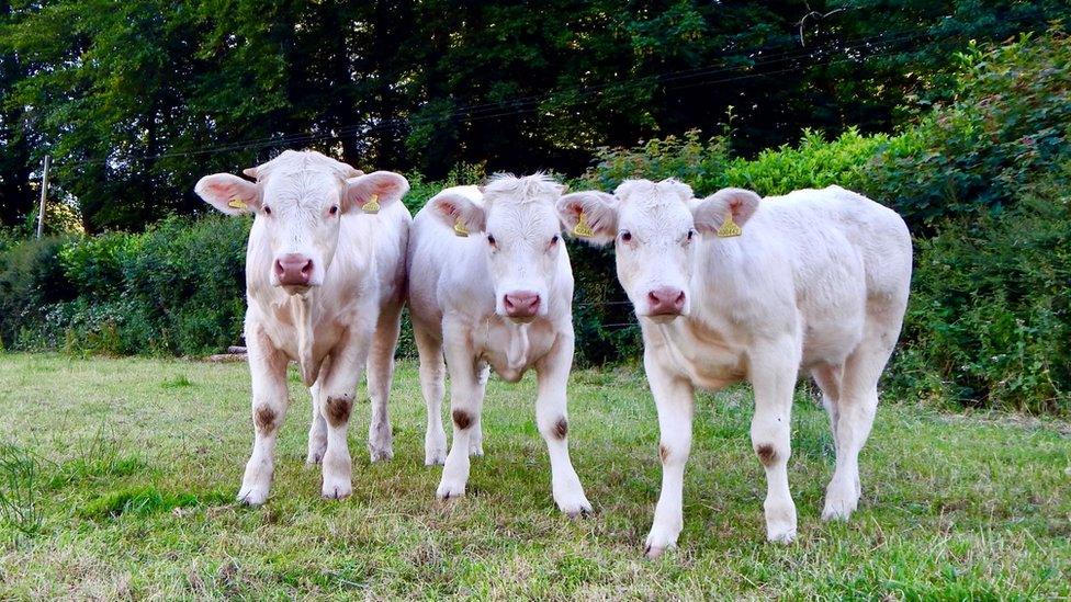 Charolais ifanc ar ffarm Rhiwlwyd, Dôlgrân Pencader. Jason a Nerys Thinas.