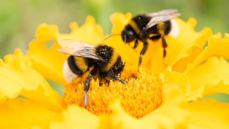 bees-flower.