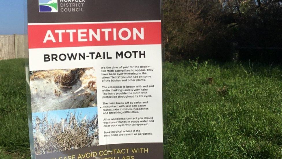 Notice about brown-tail moth