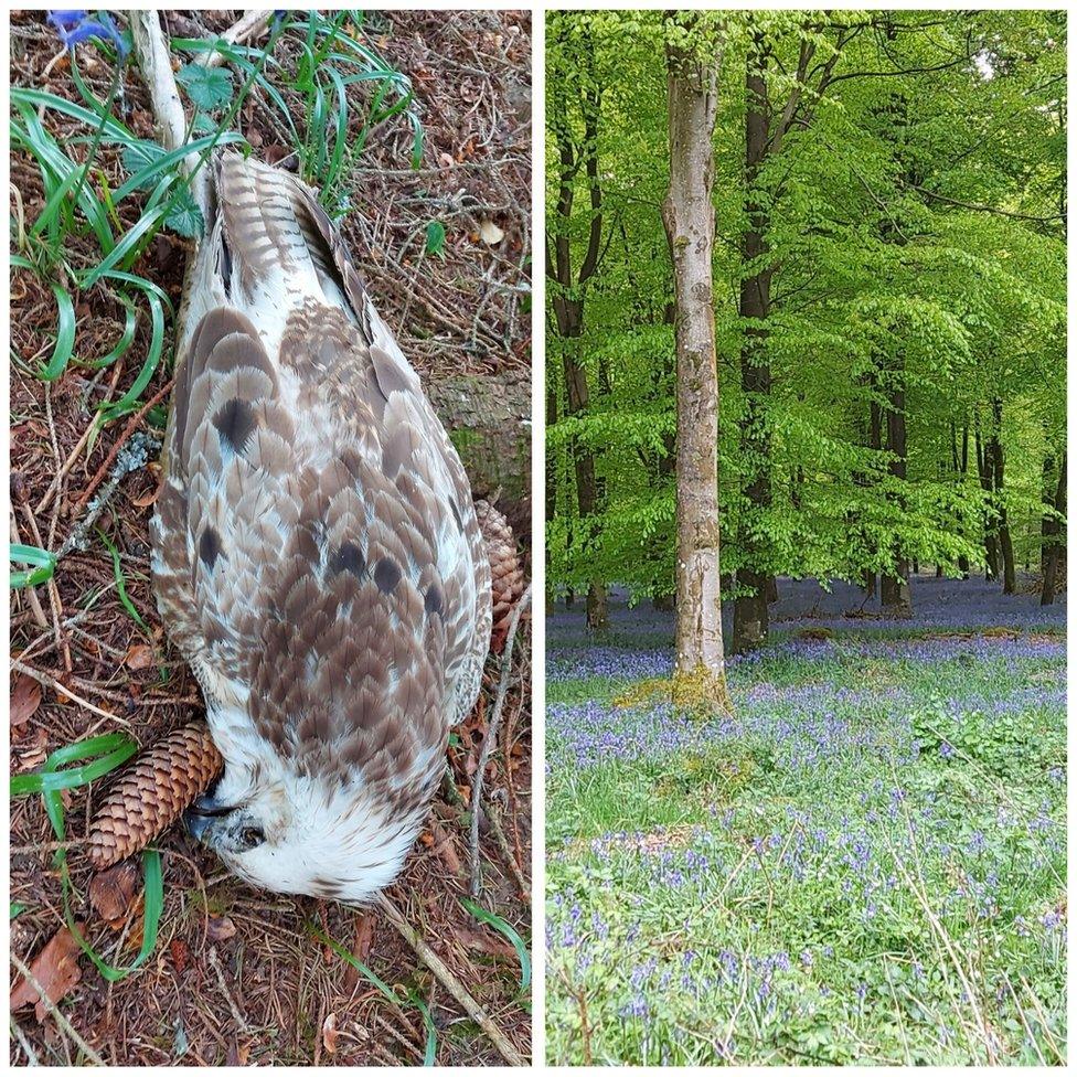 Dead buzzard in Ashmore