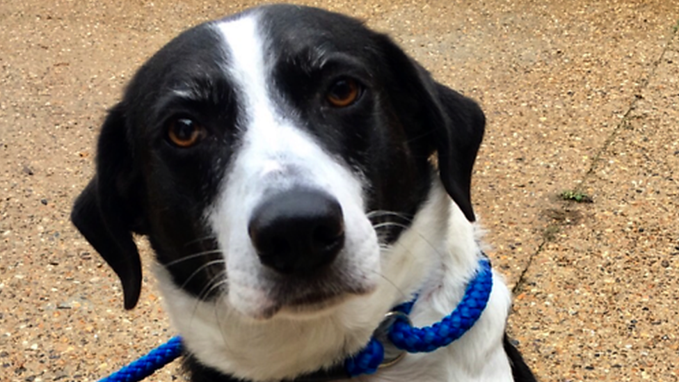 Bess the Collie cross at Last Chance Animal Rescue in Kent