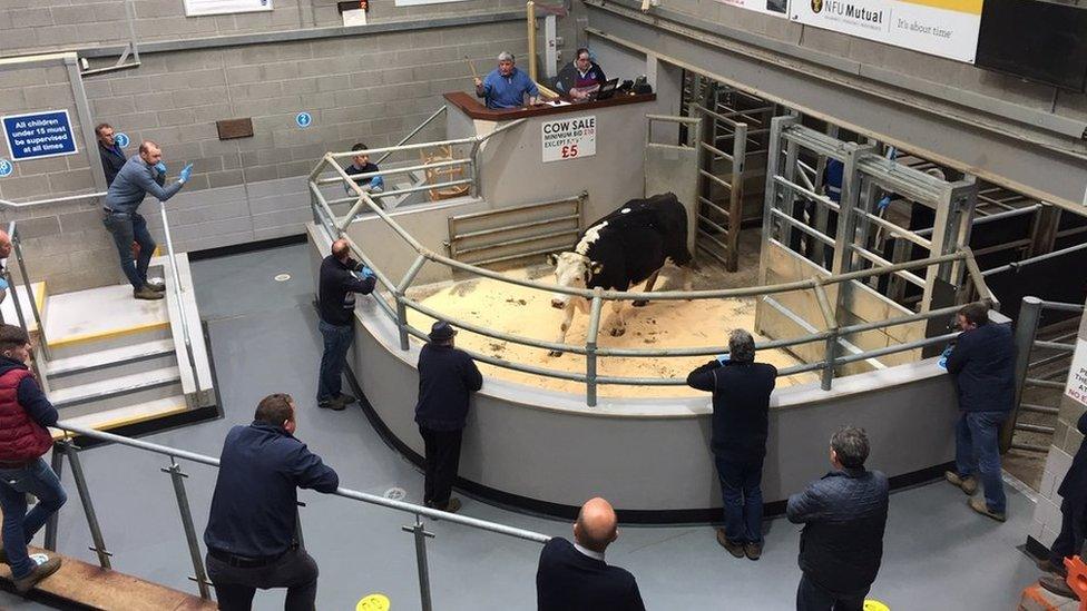 Farmers bid on a cow at Markethill