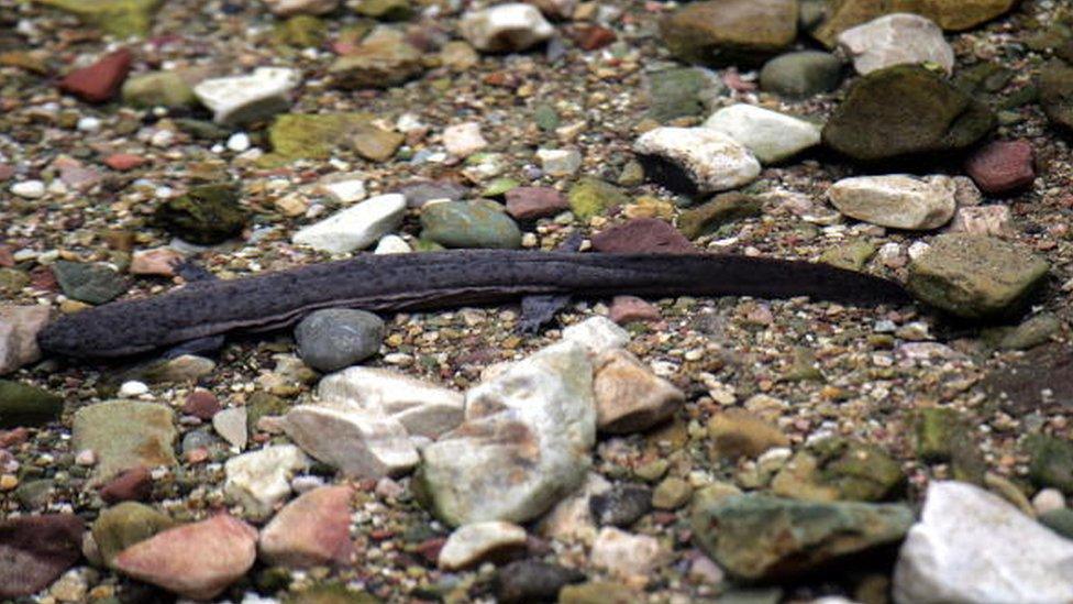 A baby Giant Chinese salamander