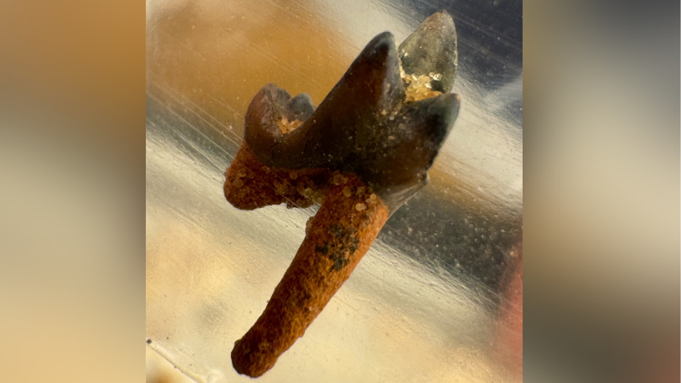 Close up view of prototomus tooth