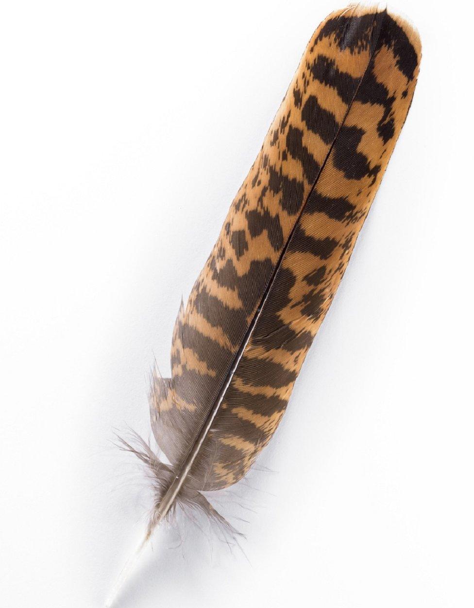 Female feather