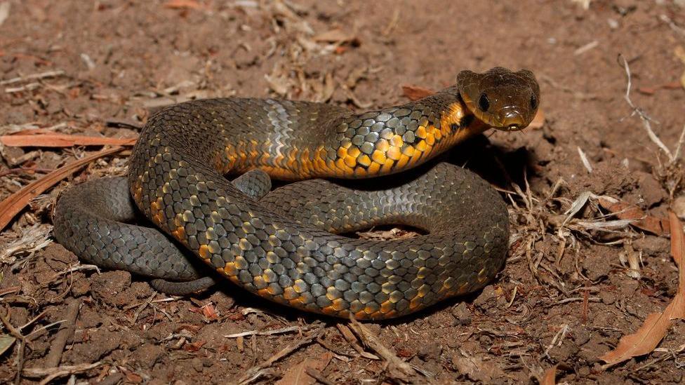 A snake curled up with green scales and a yellow belly