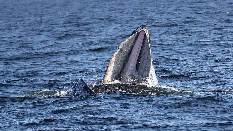 Humpback whale