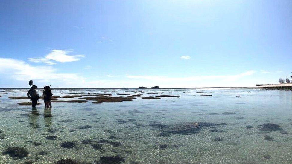 Scientists studied corals in the Great Barrier Reef