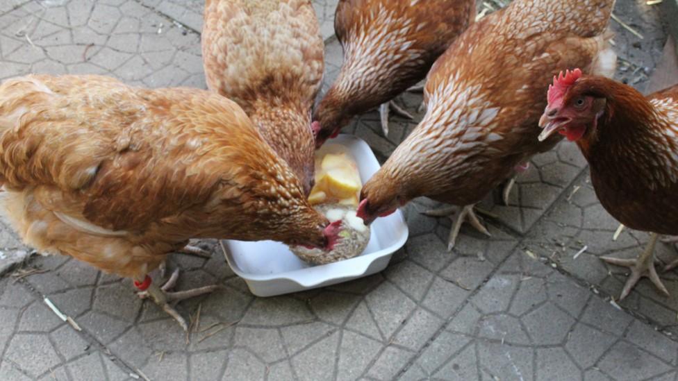 Ruth Barnes keeps her hens cool with frozen melons, apples and pears in ice