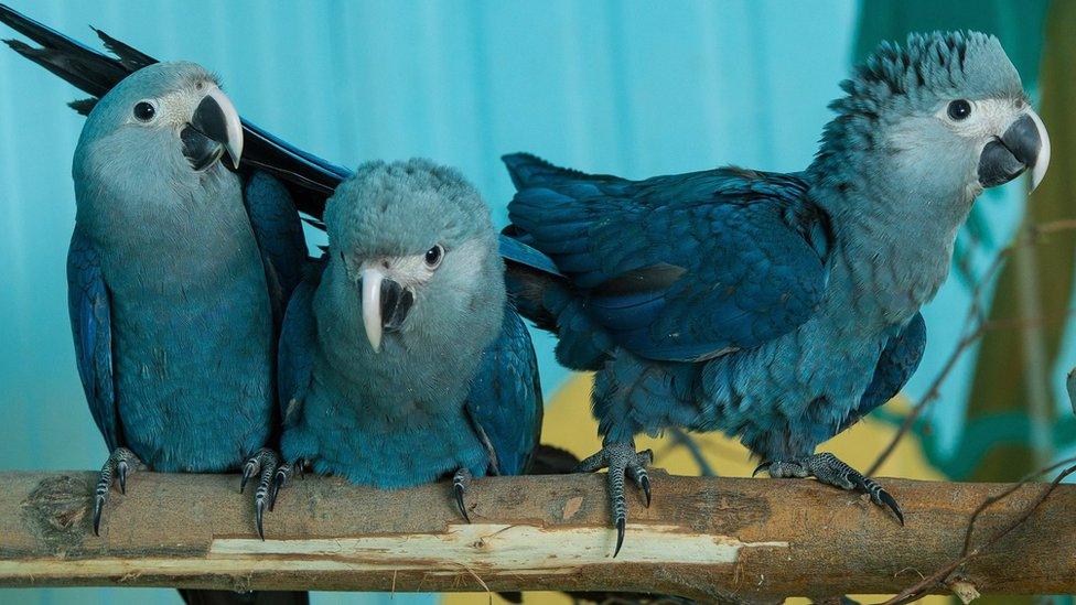 Spix's Macaws pictured on April 8, 2015 in Association for Conservation of Threatened Parrots in Schoeneiche, Germany