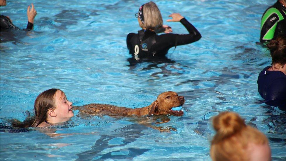 Dog swim