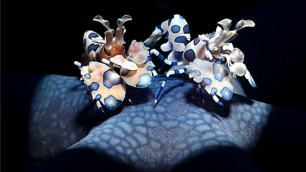 two multicoloured shrimps navigate a pitch black deep sea ocean photograph.