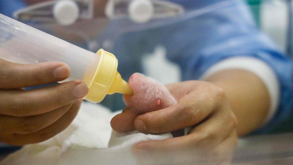 A zookeeper feeds a baby panda