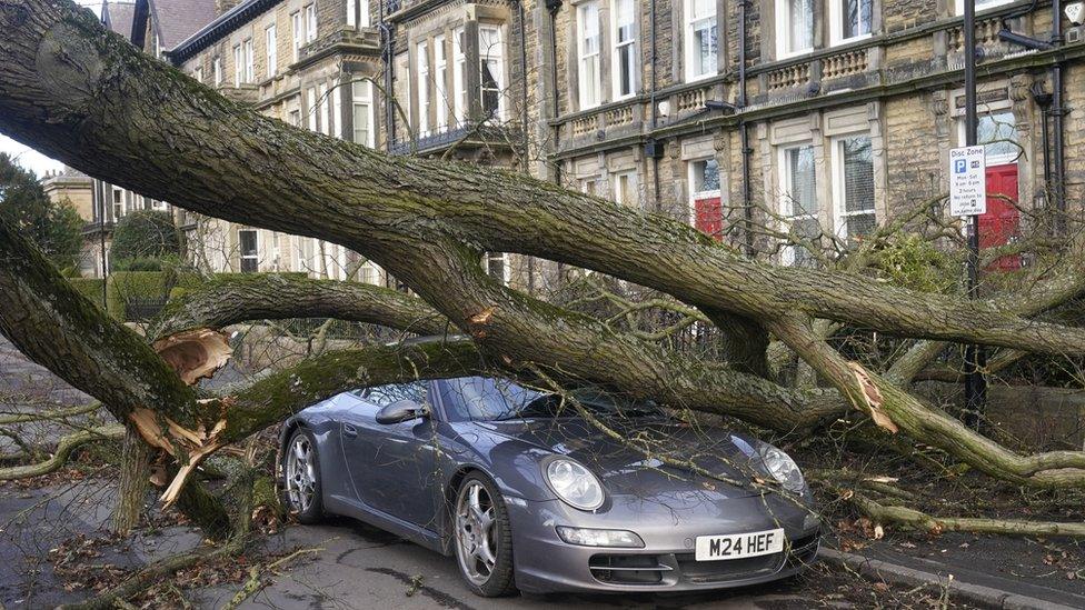 Car under large branch