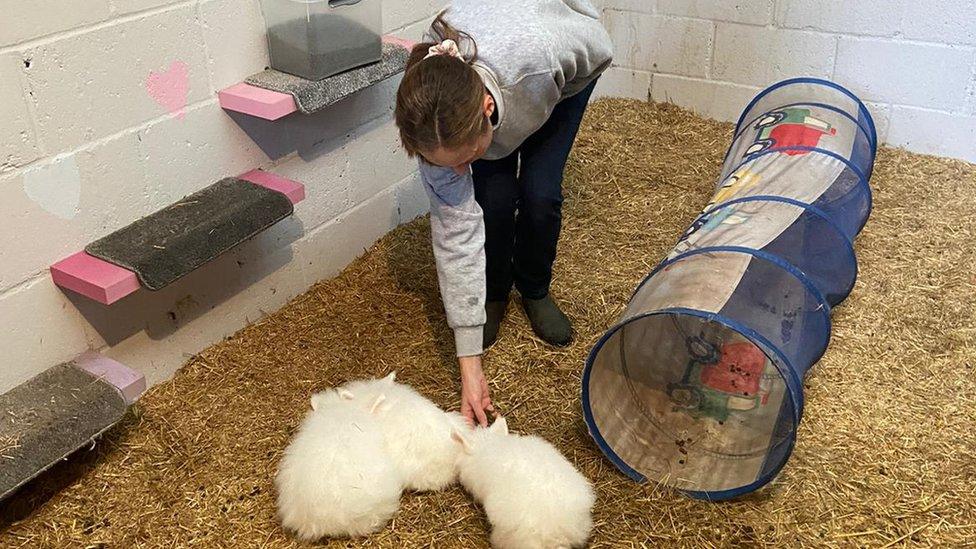 Bun Village rabbit sanctuary in Stondon Massey, Brentwood