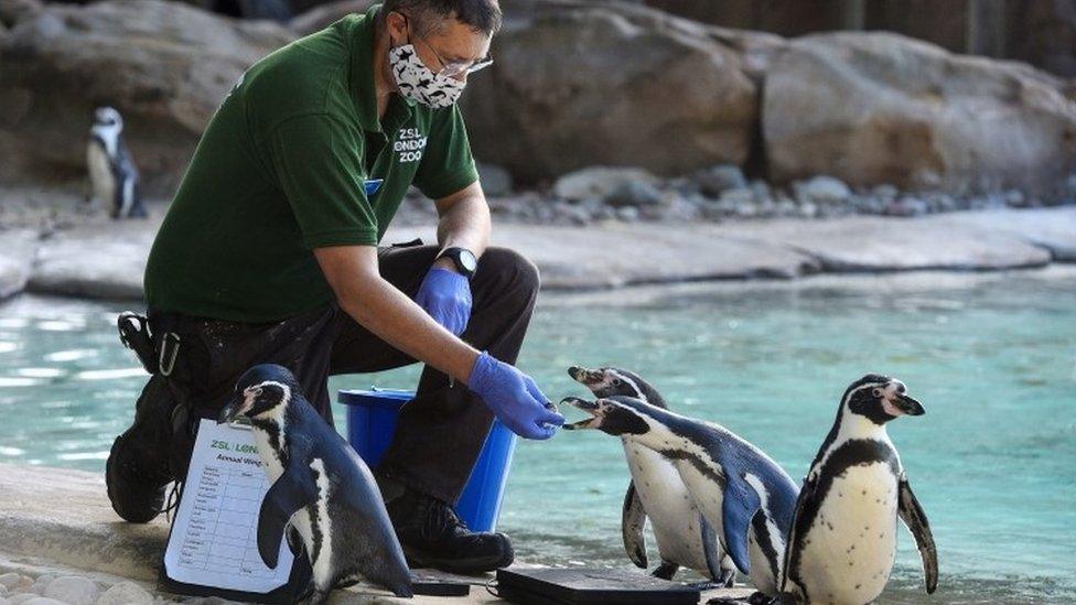 Keeper Martin Franklin weighs humboldt penguins during the annual weigh-in at ZSL London Zoo, London.