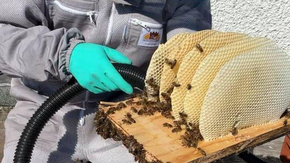 A hoover is used to gently remove bees