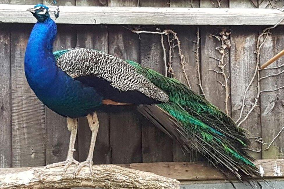 Pixie the peacock