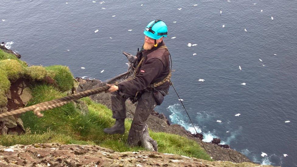 Espern climbs holding a gannet chick