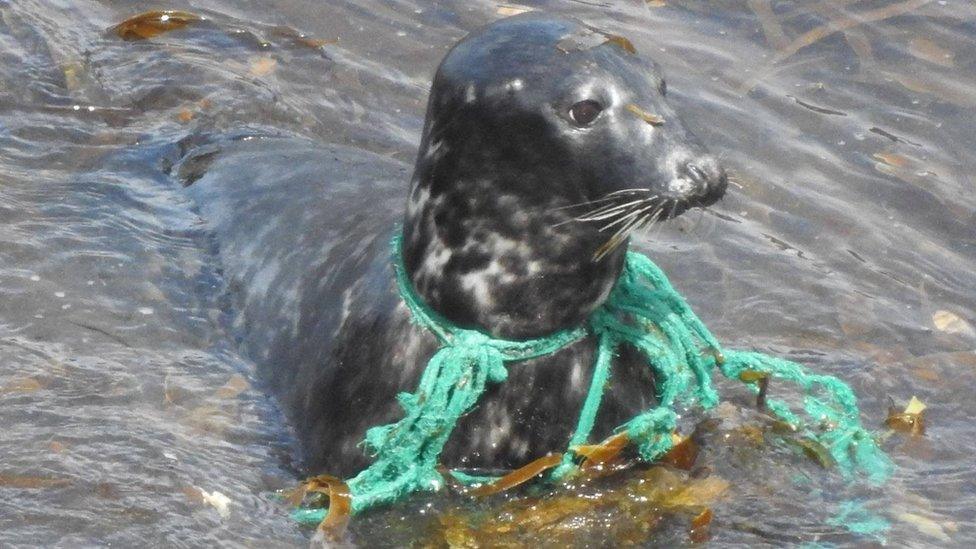 Seal with green rope stuck around its neck