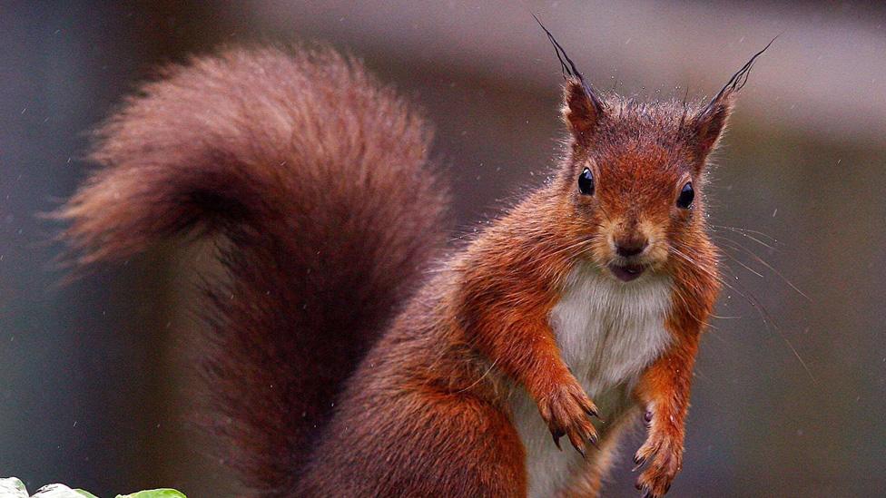 A red squirrel