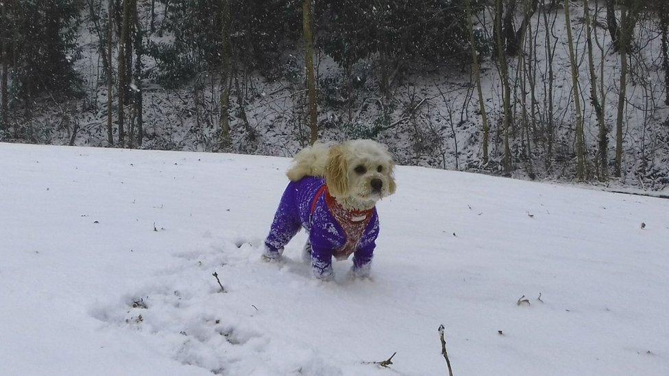 Charlie the dog from Treforest enjoys his snow day