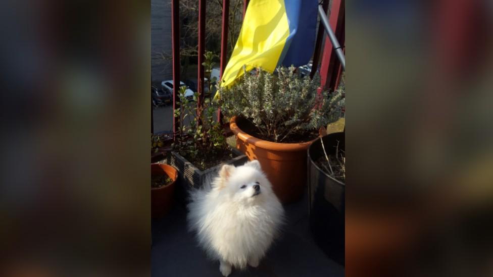 Archie with the Ukraine flag