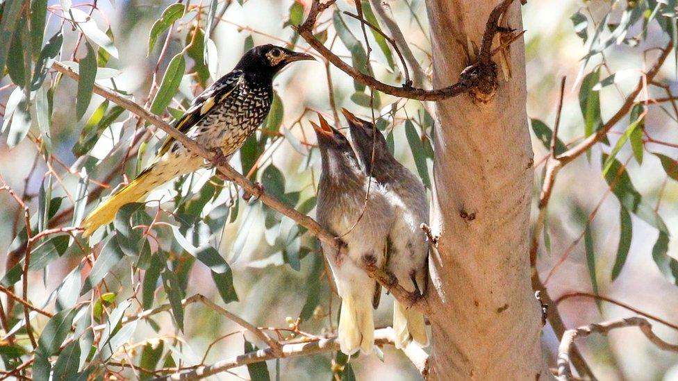 Regent honeyeater with chicks