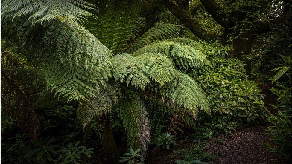 dicksonia antarctica ferns growing