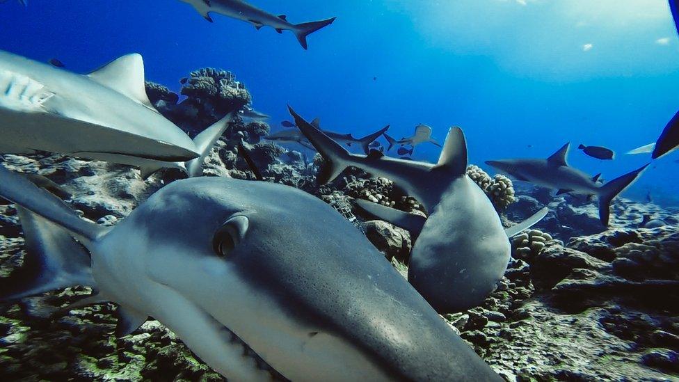 Grey reef sharks