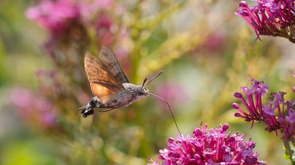 Hummingbird Hawk-moth feeding from a flower