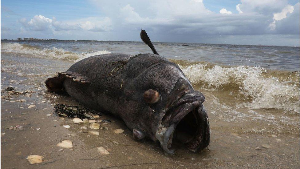 Dead fish on beach