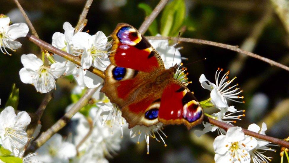 Butterfly at Penclacwydd Wetlands, Llanelli