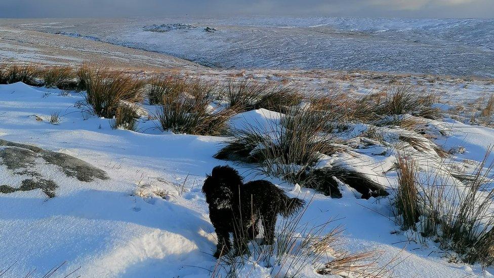 Pika the dog on Dartmoor