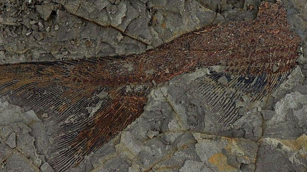 fish fossil