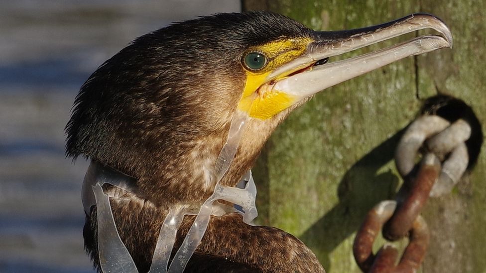 Cormorant with a plastic beer-pack ring around its neck