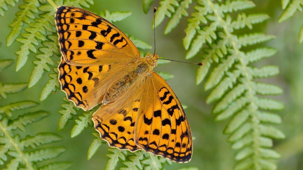 High Brown Fritillary butterfly